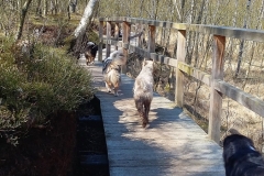 Holzsteg und glückliche Hunde.