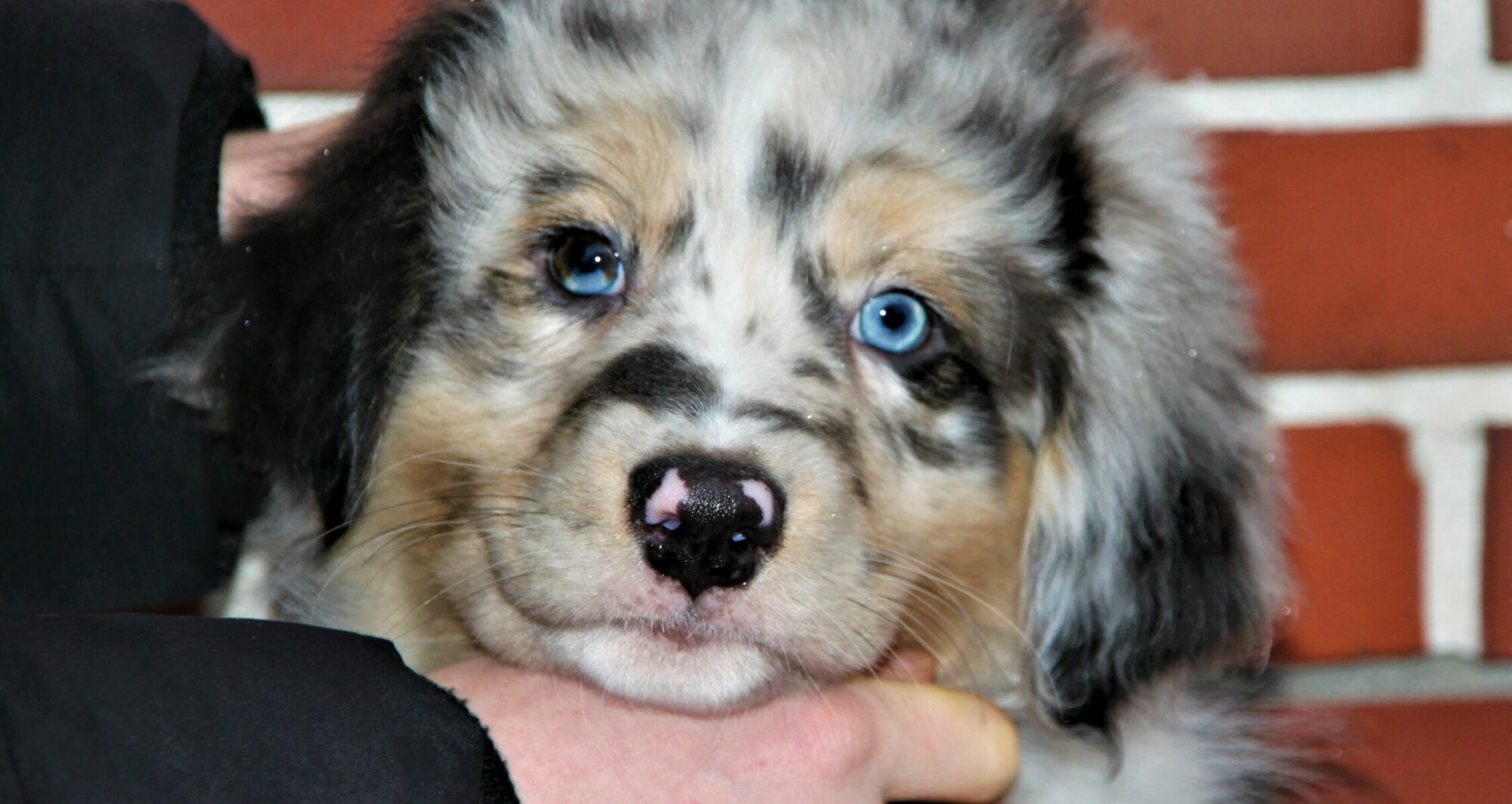 Skymoor Australian Shepherds